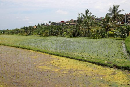 Campo de arroz - Jatiluwih Terrazas de arroz, Bali, Indonesia