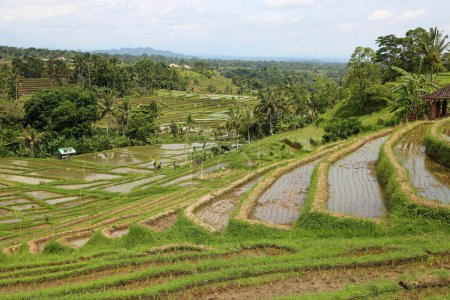 La vallée avec terrasses de riz - Jatiluwih Rice Terraces, Bali, Indonésie
