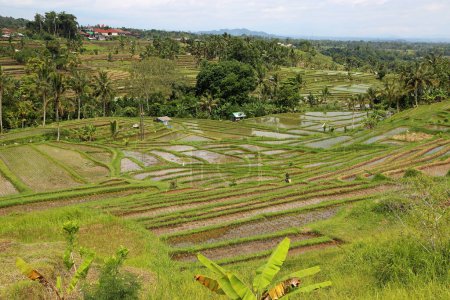 Vista en terrazas de arroz - Jatiluwih Rice Terrazas, Bali, Indonesia