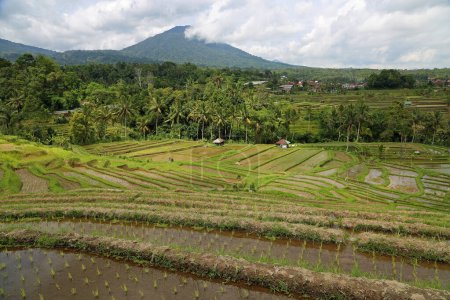 Beau paysage - Jatiluwih Rice Terraces, Bali, Indonésie