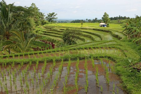 Champs de Jatiluwih - Terrasses de riz Jatiluwih, Bali, Indonésie
