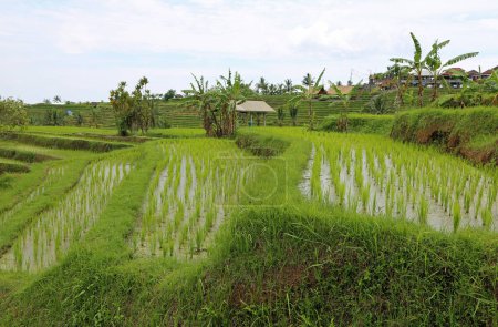 Terrasses vertes - Terrasses de riz Jatiluwih, Bali, Indonésie