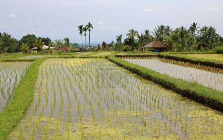 Plantation de riz - Jatiluwih Rice Terraces, Bali, Indonésie