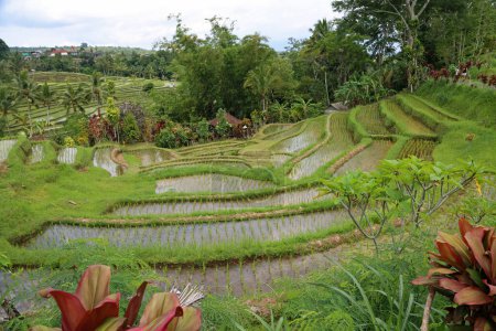 Agriculture en Jatiluwih Terrasse de riz, Bali, Indonésie