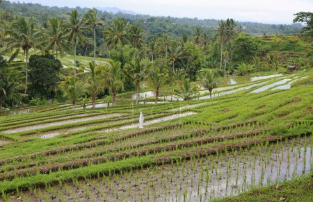 rizière tropicale - Terrasse de riz Jatiluwih, Bali, Indonésie