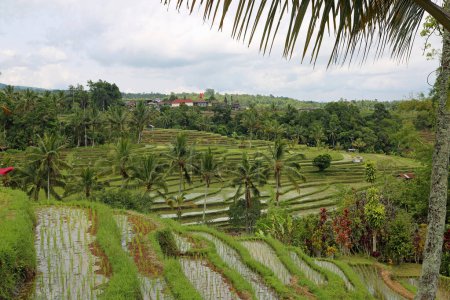 Sous la feuille de palmier - Terrasse de riz Jatiluwih, Bali, Indonésie