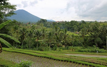 Paysages tropicaux - Terrasse de riz Jatiluwih, Bali, Indonésie