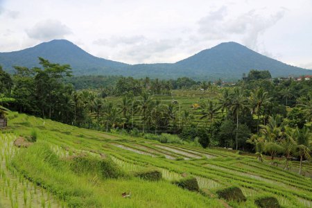 Paysage de la terrasse de riz Jatiluwih, Bali, Indonésie