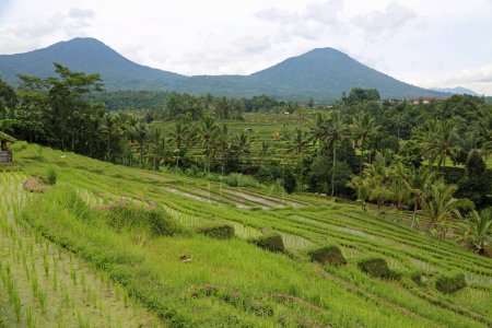 Montagnes Batukaru et terrasses de riz - Terrasse de riz Jatiluwih, Bali, Indonésie