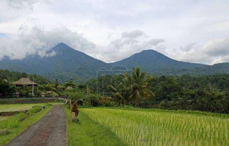 Le sentier à Jatiluwih Terrasse de riz, Bali, Indonésie