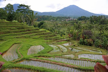Piste avec terrasses - Terrasse de riz Jatiluwih, Bali, Indonésie