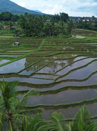 Reisfelder senkrecht - Jatiluwih Reisterrassen, Bali, Indonesien