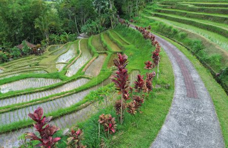 Wanderweg im Reisfeld - Jatiluwih Reisterrassen, Bali, Indonesien