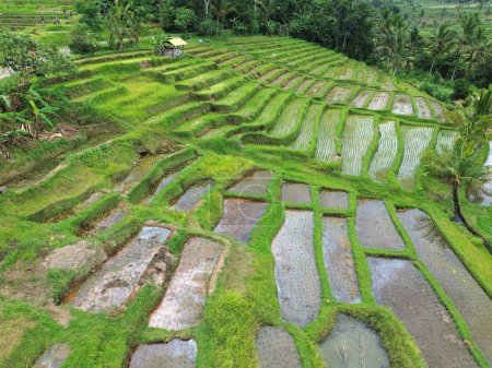 Vue sur les escaliers du riz - Jatiluwih Rice Terraces, Bali, Indonésie