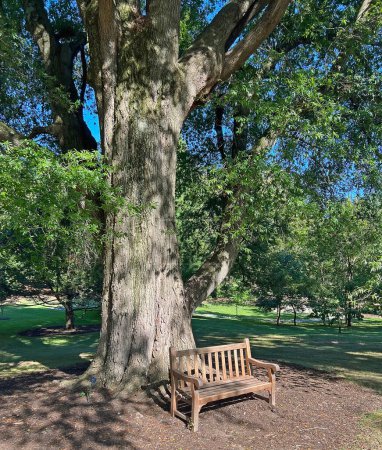 The bench under big tree, Hershey, Pennsylvania