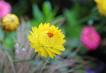 Yellow strawflower - Park in Quebec City, Canada