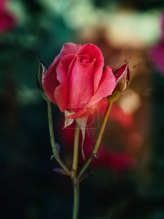 Foto de Detalle de una flor de rosa roja con dos brotes - Imagen libre de derechos
