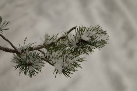 Foto de Snow and frost on pine needles. Close-up photo of tree branch taken in the forest during winter in Sweden. - Imagen libre de derechos
