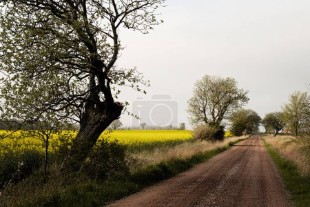 Foto de Empty road in the countryside. Road next to agriculture field with yellow rapeseed crops and plants. Photo taken in Skne, Sweden. - Imagen libre de derechos