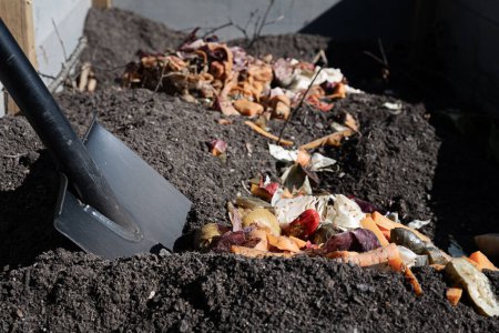 Pala y compost bokashi. Residuos de alimentos prefermentados que se añadirán al suelo en la cama del jardín. El compost de Bokashi se añadió al suelo para descomponerse aún más en un suelo rico en nutrientes para la jardinería orgánica. Foto tomada en Suecia.