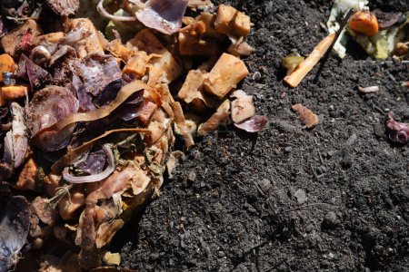 Compost Bokashi añadido a la tierra en el lecho del jardín. Desperdicio de alimentos pre-fermentados para descomponerse aún más en suelo rico en nutrientes para la jardinería orgánica. Foto tomada en Suecia.