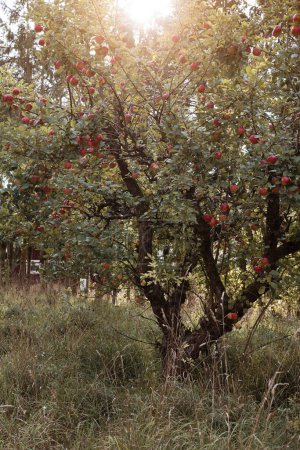 Foto de Manzano al aire libre en el campo con manzanas maduras jugosas rojas para la cosecha. Foto tomada en Suecia al atardecer. - Imagen libre de derechos