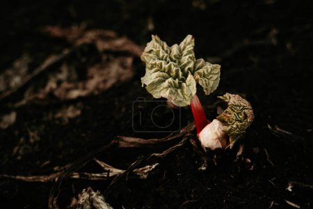 Foto de Bebé plantas de ruibarbo que crecen en el suelo. Plantas jóvenes frescas que surgen a principios de la primavera en el jardín. Foto tomada en Suecia. - Imagen libre de derechos