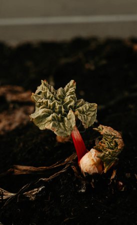 Foto de Bebé planta de ruibarbo que crece en el suelo al aire libre en el día de primavera. Plantas jóvenes frescas que surgen a principios de la primavera en el jardín. Foto tomada en Suecia. - Imagen libre de derechos