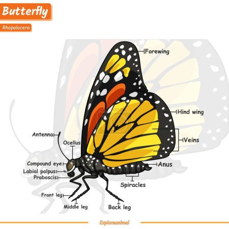 anatomía externa de una mariposa.Listo para usar, fácil de editar, listo para imprimir, vector.Infografía de mariposa, Anatomía externa de mariposa.explorar animales.