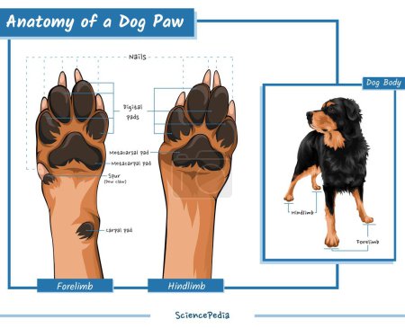 dog paws anatomy.vector, ready to print, easy to edit.parts of a dog paw