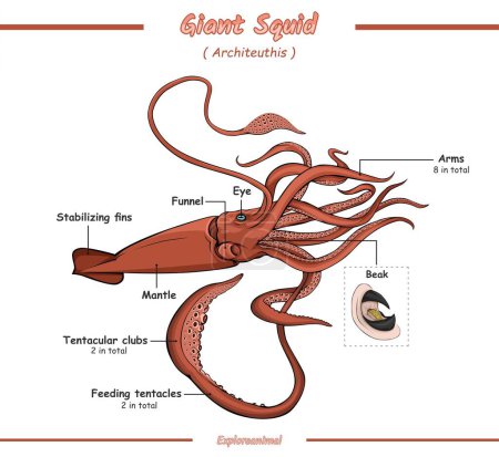 Illustrazione per Anatomia esterna di un calamaro gigante.Pronto per la stampa, pronto all'uso, facile da modificare, vector.giant calamaro anatomia esterna. - Immagini Royalty Free