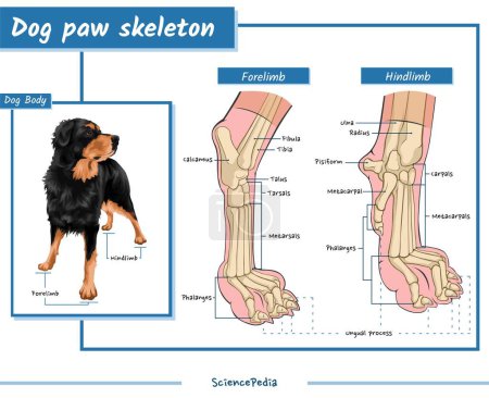 Téléchargez les illustrations : Patte de chien skeleton.anatomy de patte de chien skeleton.vector, prêt à imprimer, facile à éditer. - en licence libre de droit