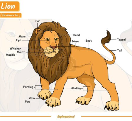 Photo for Parts of a lion.vector, ready to use, ready to print, easy to edit.semi realistic style. - Royalty Free Image