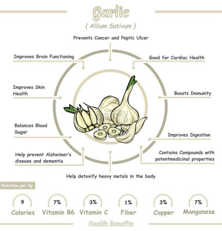 Photo for Garlic health benefits illustration. Ready to print, easy to edit, vector file, ready to use. - Royalty Free Image