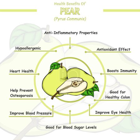 Photo for Pear health benefits illustration. Ready to print, easy to edit, vector file, ready to use. - Royalty Free Image