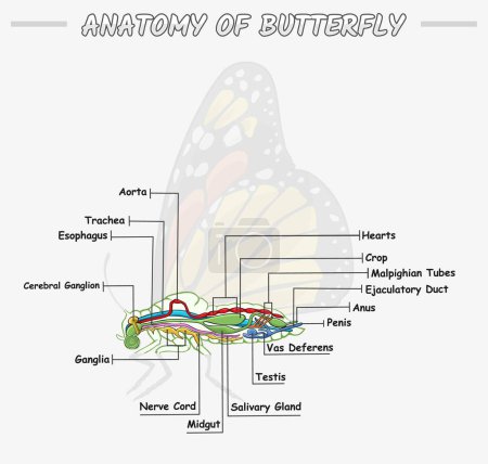 Photo for Illustration of the internal anatomy of butterfly The inside part of the butterfly biology education about butterfly. vector file, easy to edit, ready to use, ready to print, set, colorful - Royalty Free Image