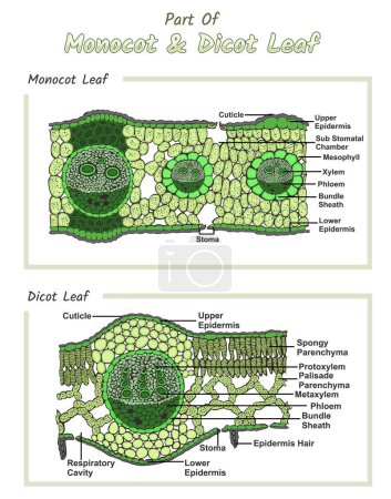 Illustration for Internal Leaf structure. monocot and dicot Leaf. cross sections of plants Leaf. Vector diagram for educational, biological, and scientific use. Leaf, vector file, easy to edit, ready to use, ready to print, set, colorful - Royalty Free Image