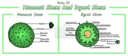 Illustration for Internal Stem structure. monocot and dicot stems. cross sections of plants stem. Vector diagram for educational, biological, and scientific use. stem, vector file, easy to edit, ready to use, ready to print, set, colorful - Royalty Free Image