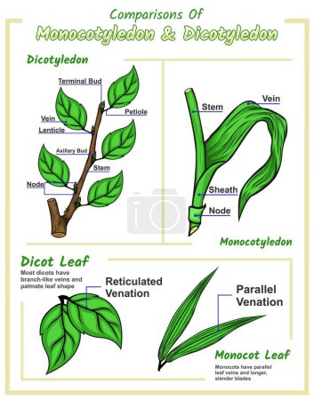 Illustration for Monocot Leaf and Dicot Leaf difference between monocot leaf and dicot leaf characteristics of monocot and dicot leaves Comparisons Of Monocotyledon and dicotyledon. vector file, easy to edit, ready to use, ready to print, set, colorful - Royalty Free Image