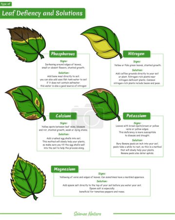 Photo for Type deficiencies of leaf illustration. Education, editable, colored, biology, nature, science. Ready to print, easy to edit, vector file, ready to use. deficiencies leaf and their solution. - Royalty Free Image
