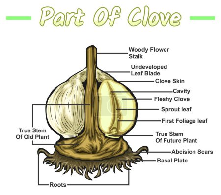 Photo for Diagram showing the internal parts of a garlic plant. Clove structure diagram. Clove structure vector illustration. garlic education and parts. Vegetable education study. vector file, easy to edit, ready to use, ready to print, set, colorful - Royalty Free Image