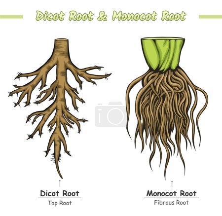 Photo for Monocot Root and Dicot Root. difference between Monocot Root and Dicot Root. characteristics of Root and Dicot Roots. Comparisons Of Monocotyledon and dicotyledon. vector file, easy to edit, ready to use, ready to print, set, colorful - Royalty Free Image