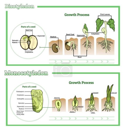 Monocot and dicot vector illustration. sharing scheme. Educational graphics with differences in seeds, roots, vessels, leaves and flowers from a botanical aspect. growth of monocot and dicot plants. School biology handout.