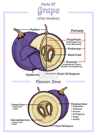 Photo for Diagram showing the parts of purple aubergine. Vector illustration Grape structure diagram. Grape structure vector illustration. Grape education and parts. fruit education study - Royalty Free Image
