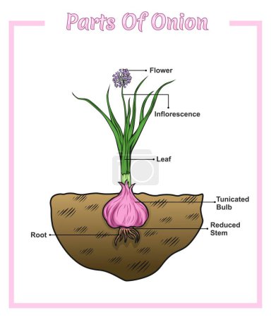 Photo for Onion structure diagram. Onion structure vector illustration. Onion education and parts. Vegetable education study - Royalty Free Image