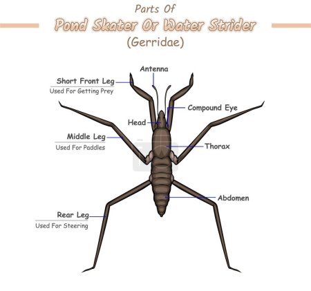 Photo for An illustration of the educational anatomy of Pond skater or water strider. Illustration of the external anatomy of Pond skater or water strider The outer part of Pond skater or water strider biology education about Pond skater or water strider - Royalty Free Image