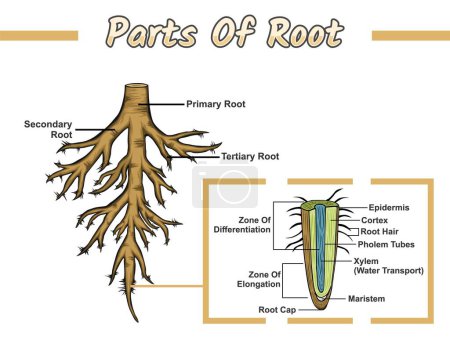 Photo for Part of Root. Root structure diagram, Structure Root vector illustration. education, editable, colored, biology, nature, cross section, science. vector file, easy to edit, ready to print, ready to use, set, colorful. - Royalty Free Image