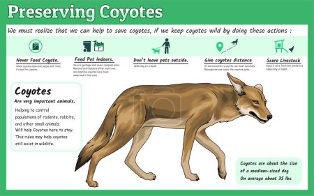 Illustration for Preserving coyotes concept illustration preserving coyotes in wildlife illustration. vector file, easy to edit, ready to print, ready to use, set, colorful. - Royalty Free Image