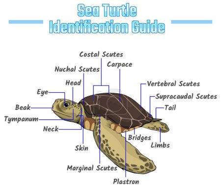Ilustración de Sea life of the sea turtle. Sea turtle identification guide vector illustration.Vector file, editable, colorful, education, biology, science. - Imagen libre de derechos