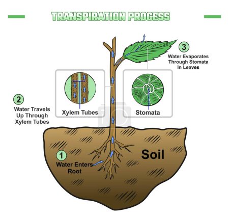 The process of plant transpiration. Education, editable, colored, biology, nature, science. Ready to print, easy to edit, vector file, ready to use. 